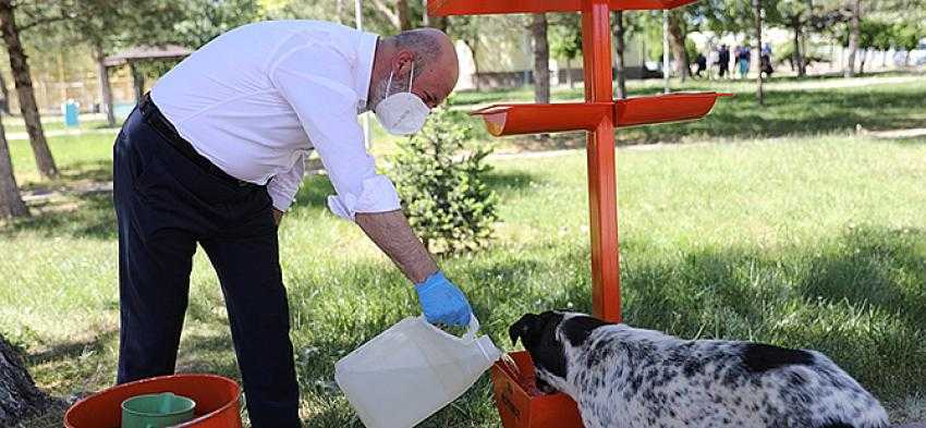 KOCASİNAN’DA HAYVANLAR UNUTULMUYOR