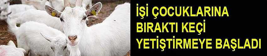 İŞİ ÇOCUKLARINA BIRAKTI KEÇİ YETİŞTİRMEYE BAŞLADI